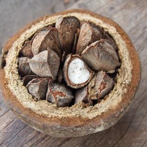 Exfoliant Brazil Nut