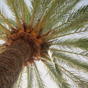 Resplanta Coconut MB