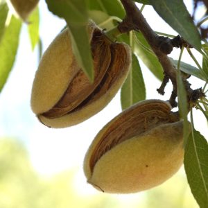 Resplanta Phyto-6 Almond MB