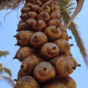 Resplanta Phyto Babassu MB