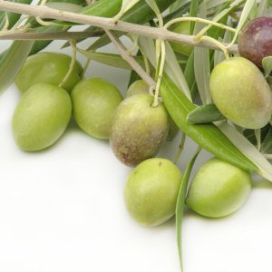 Sedsoft Olive